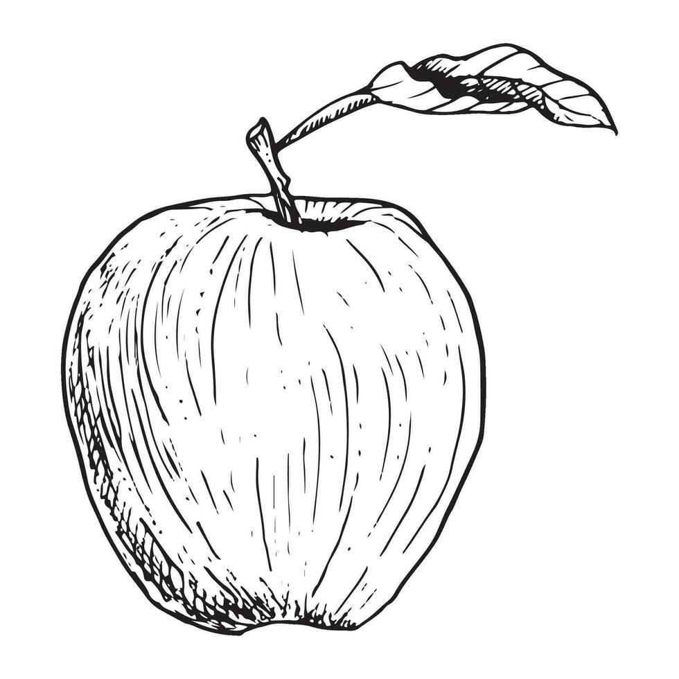 Vector graphic apple fruit with leaf black and white line illustration. Realistic botanical drawing in sketch style