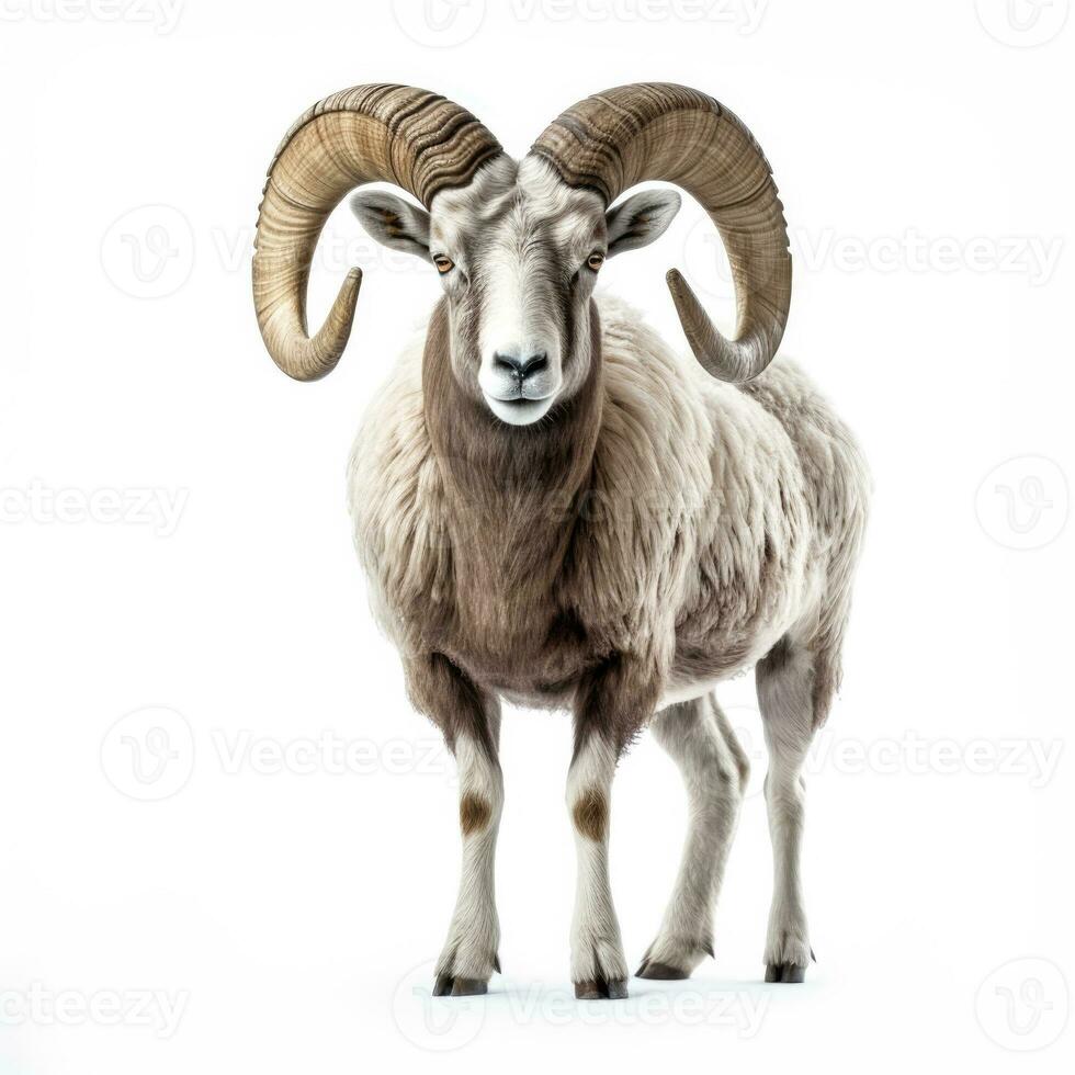 Winter mountain sheep isolated on white background photo