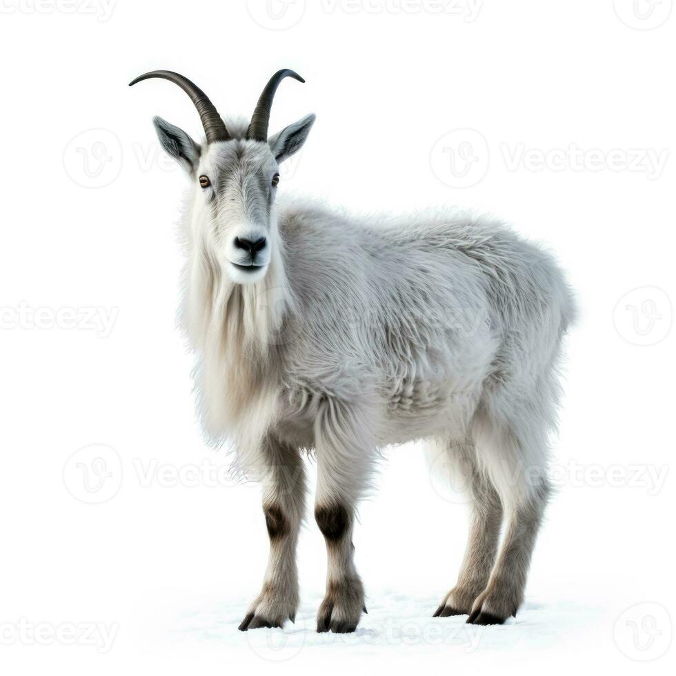 Snowy mountain goat in winter isolated on white background photo
