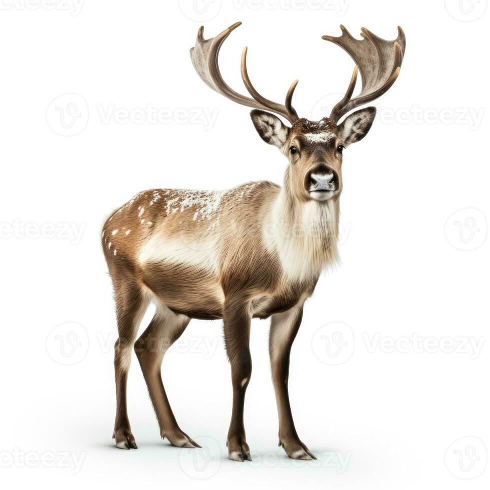 Winter caribou in snow isolated on white background photo