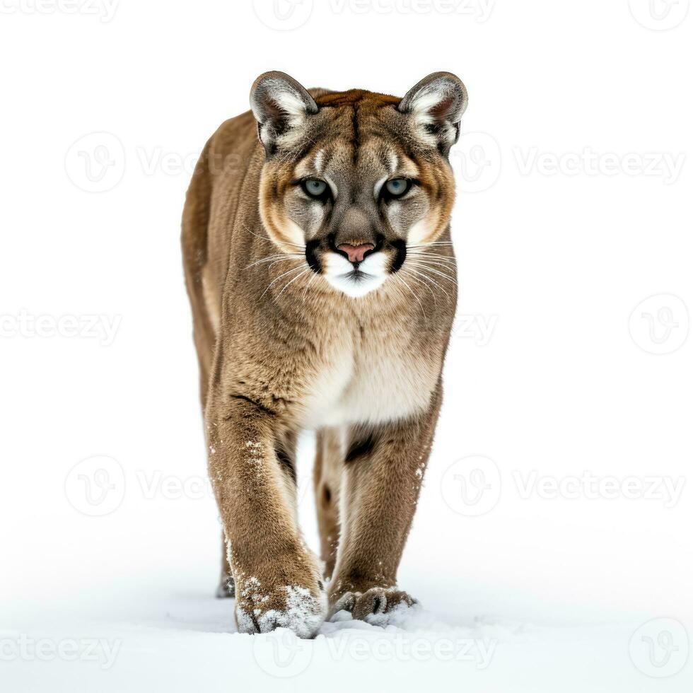 Winter mountain lion in snow isolated on white background photo