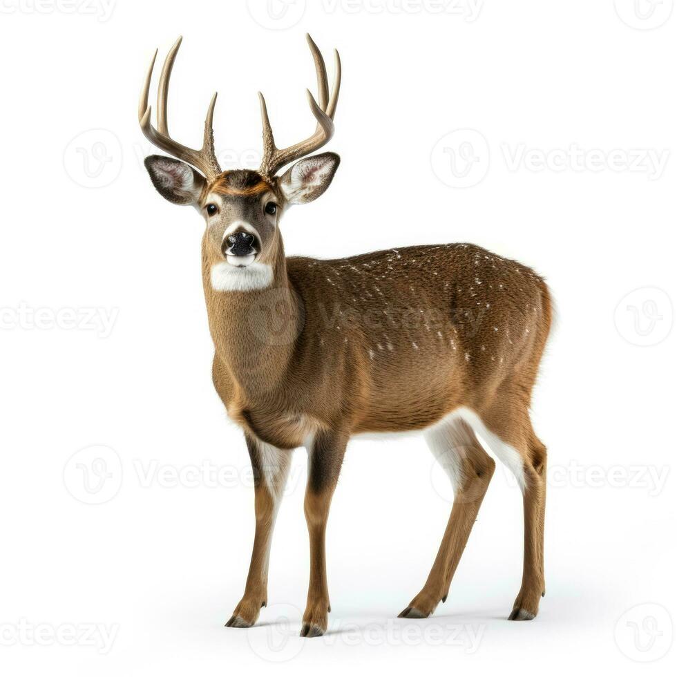 Winter white-tailed deer isolated on white background photo