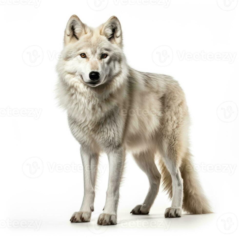 Winter arctic wolf isolated on white background photo