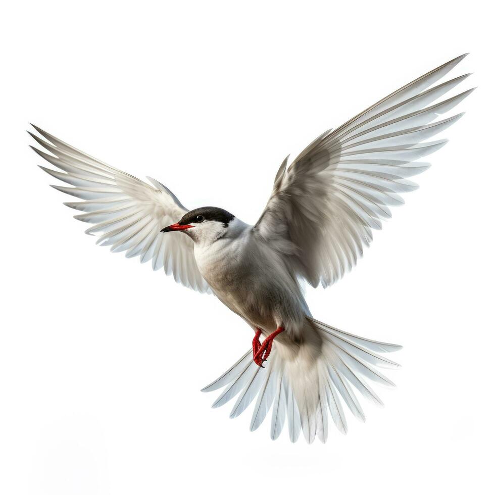 Winter arctic tern isolated on white background photo