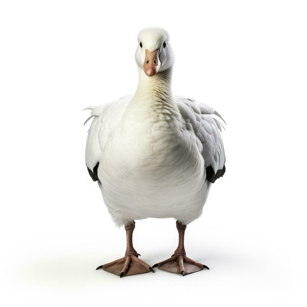 Winter snow goose isolated on white background photo