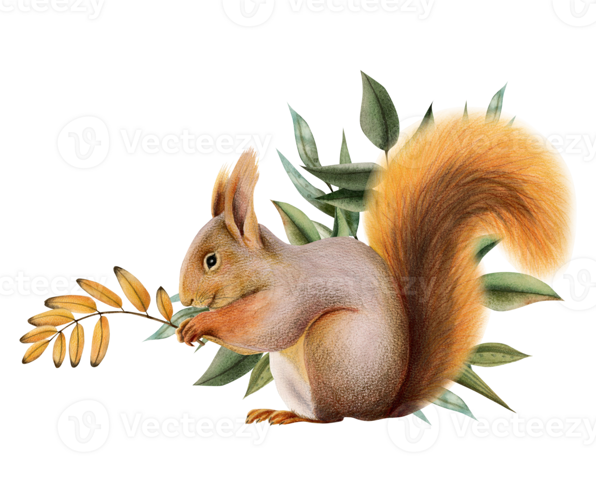 Watercolor orange squirrel with green and yellow leaves illustration of small woodland animal png