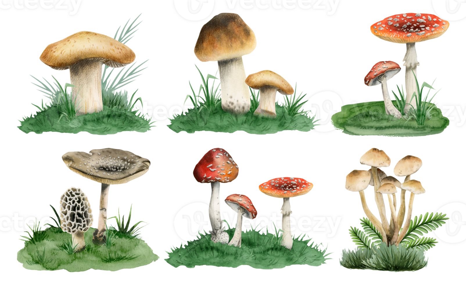 Mushrooms growing in green grass watercolor illustration collection with realistic edible Boletus edulis, fly agarics and other forest woodland plants png