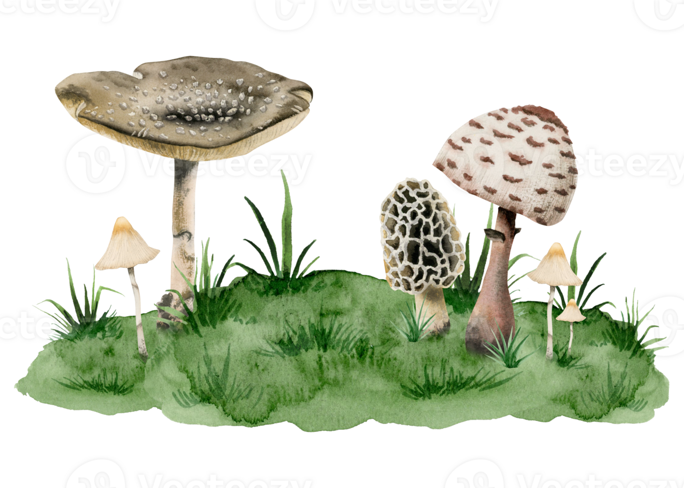 Amanita Panther Deckel giftig Pilze, Pilz und Pilz wachsend auf Grün Hügel mit Gras Aquarell Illustration png