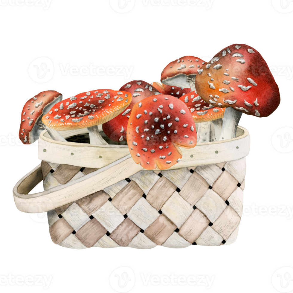 Watercolor autumn fly agaric mushrooms in wicker basket illustration. Forest woodland clipart for card design, print, fabric png