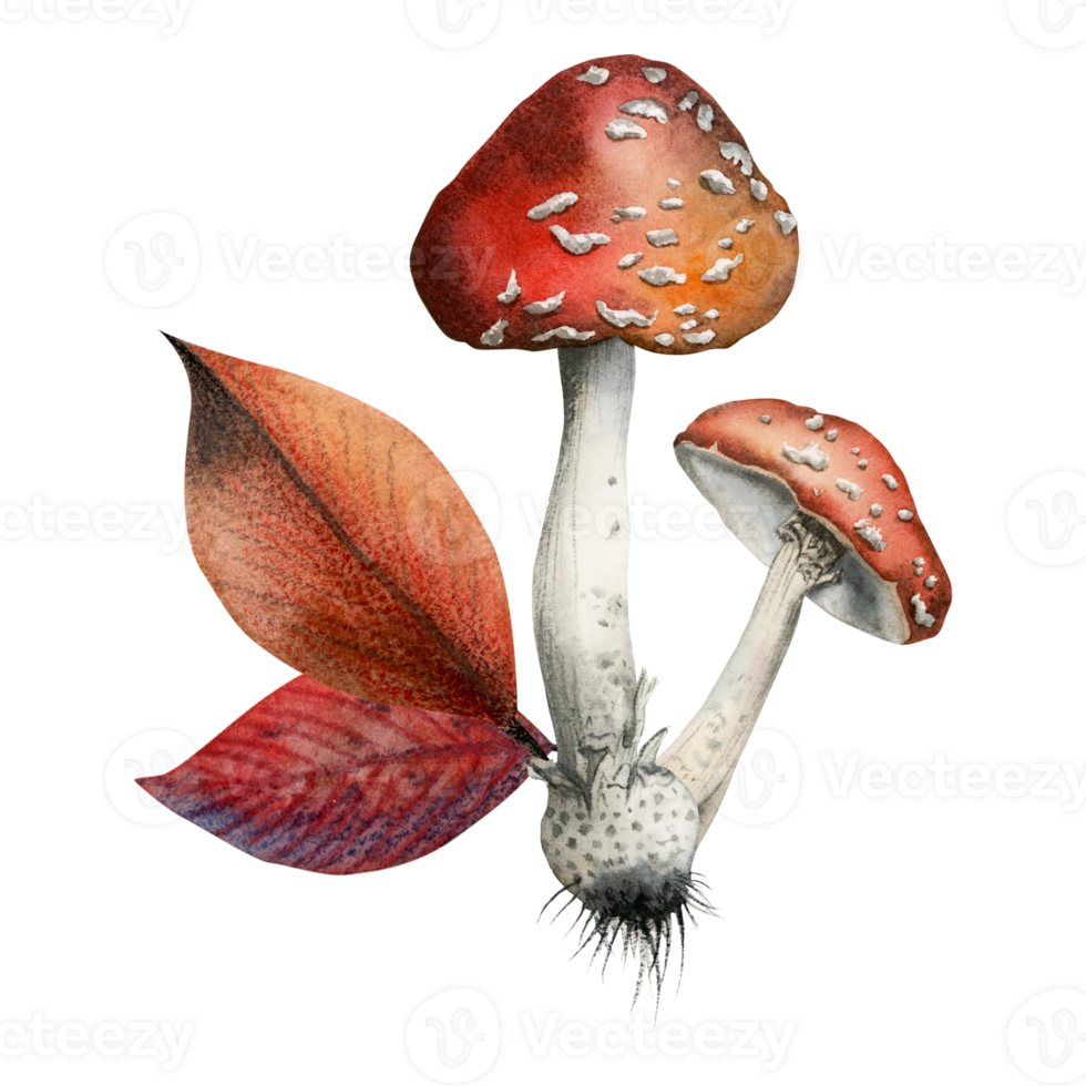 zwei Aquarell fliegen Agaric Pilze mit rot Herbst Blätter Illustration, Hand gezeichnet Clip Art zum fallen Postkarten, Drucke, Tassen, Käufer png