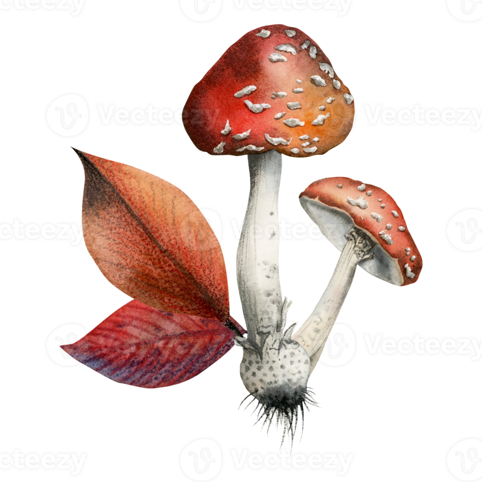 deux aquarelle mouche agaric champignons avec rouge l'automne feuilles illustration, main tiré clipart pour tomber cartes postales, impressions, tasses, les acheteurs png