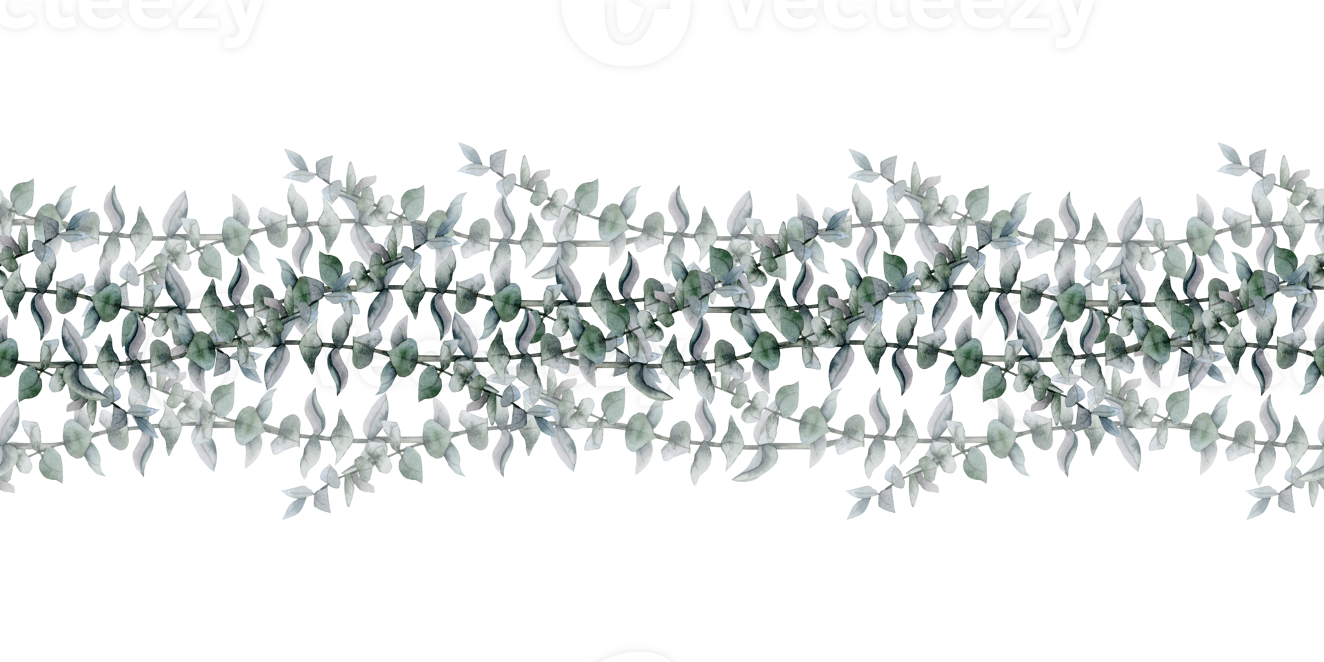 Floral eucalyptus seamless border with silver dollar branches. Elegant botanical green watercolor illustration png