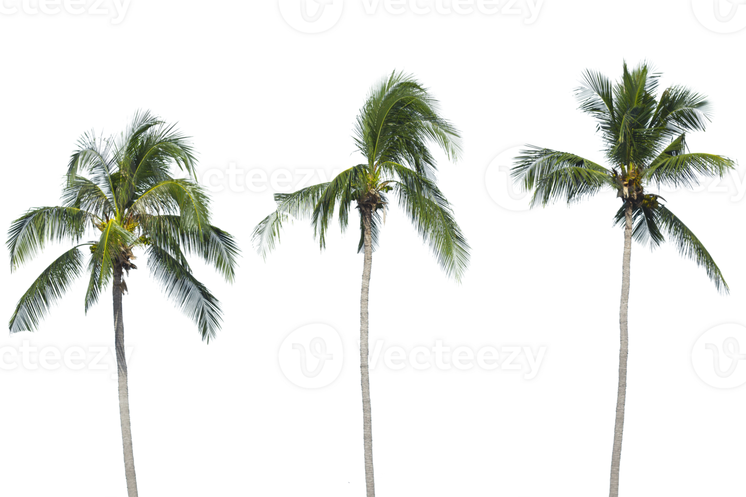 palm boom transparant achtergrond png