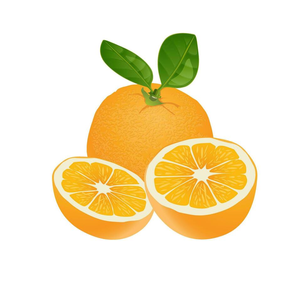 Orange fruit juicy yellow ripe art illustration vector