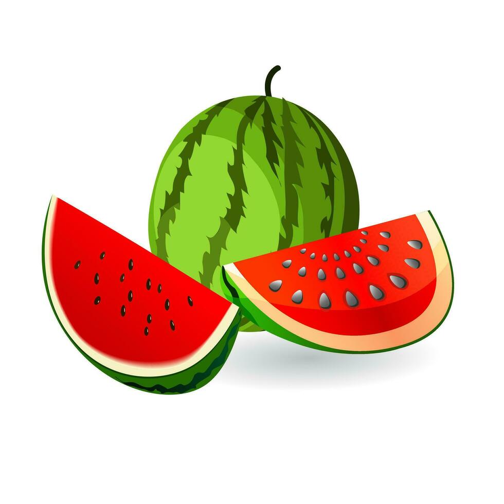green ripe watermelon fruit illustration good for food and drink vector