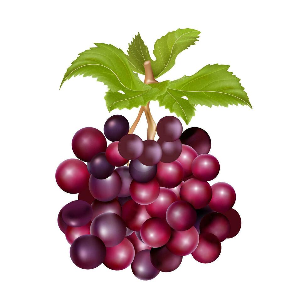 Grapes realistic composition with green and ripe grapes isolated vector