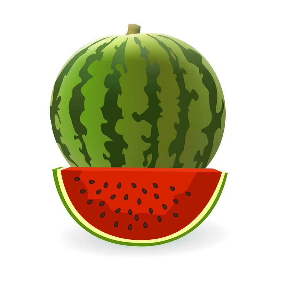 green ripe watermelon fruit illustration good for food and drink vector