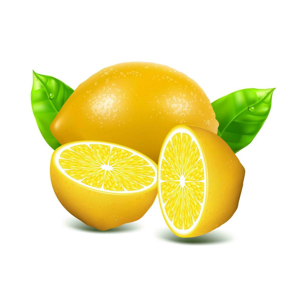 green and ripe Lemon fruits with slice vector illustration