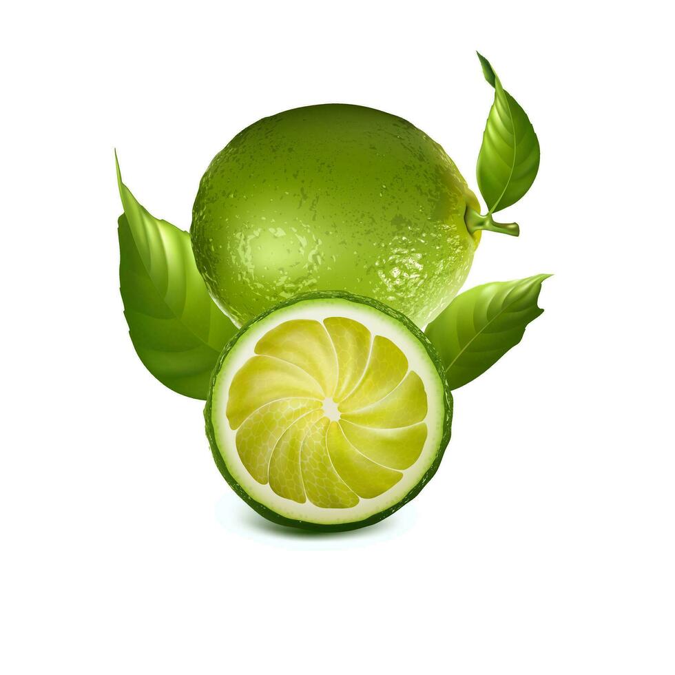 green and ripe Lemon fruits with slice vector illustration