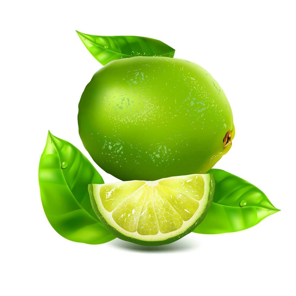 green and ripe Lemon fruits with slice vector illustration