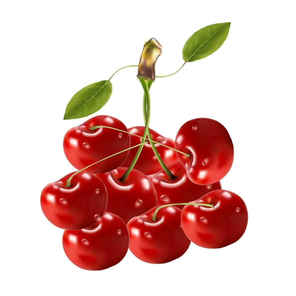 Realistic red cherry fruits with ripe leaves on blank background vector illustration