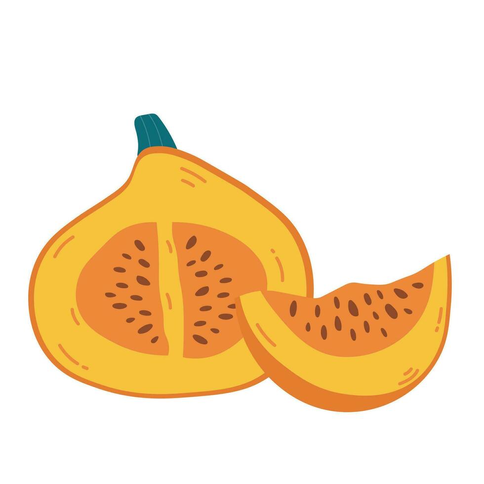 Half and slice of orange ripe pumpkin with seeds. Hand drawing pumpkin composition vector illustration. Hello autumn fall season