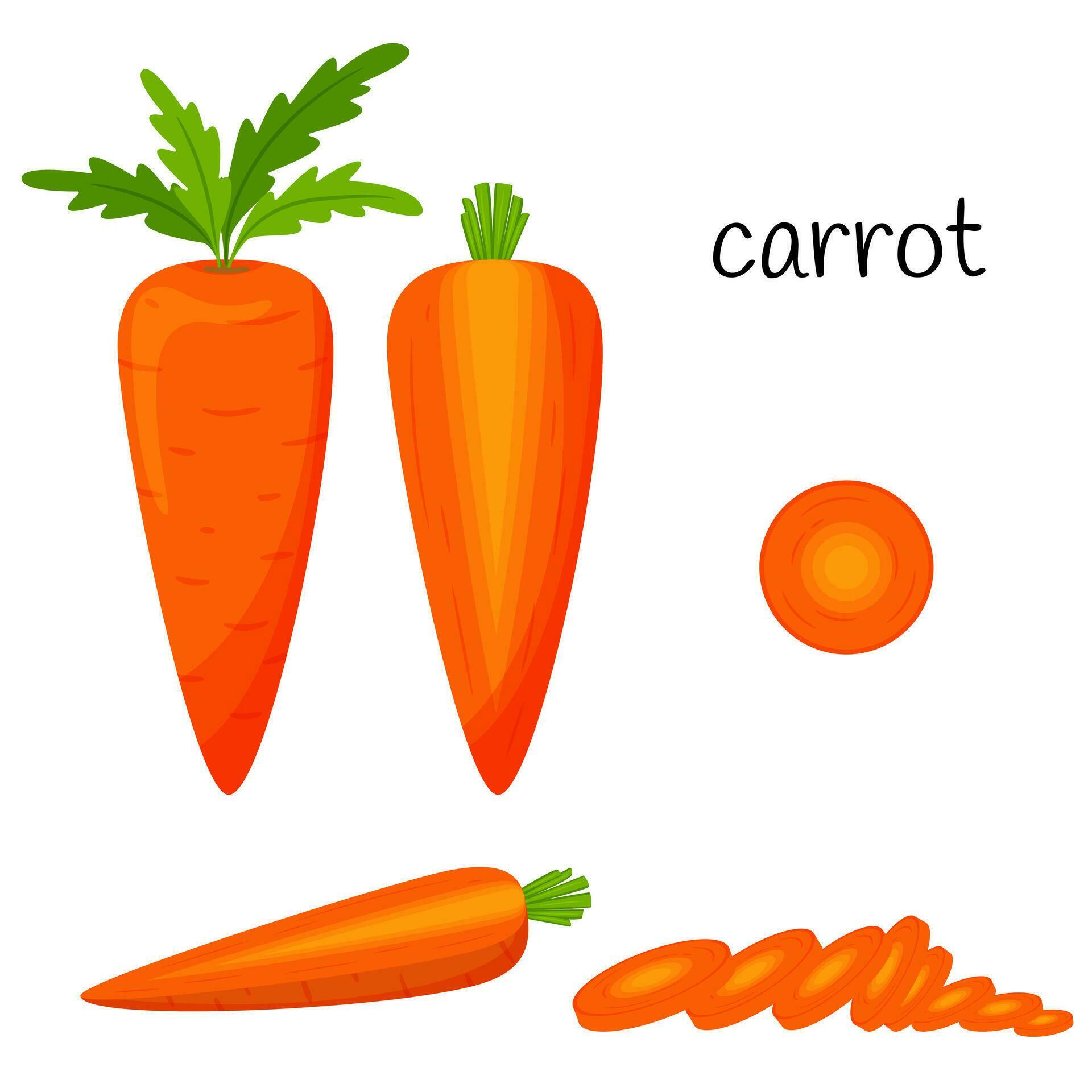 Raw carrots with tops. Whole, slices and half in cross section
