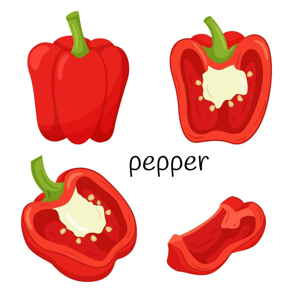 Fresh red pepper. Whole, half in cross-section and a quarter slice. Ingredient, an element for the design of food packaging, recipes, and menus. Isolated on white vector illustration in a flat style.