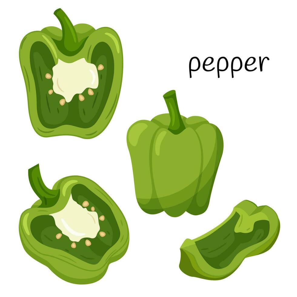 inmaduro verde pimienta. entero, medio en sección transversal y un trimestre rebanada. ingrediente, un elemento para el diseño de comida embalaje, recetas, y menús aislado en blanco vector ilustración en plano estilo.