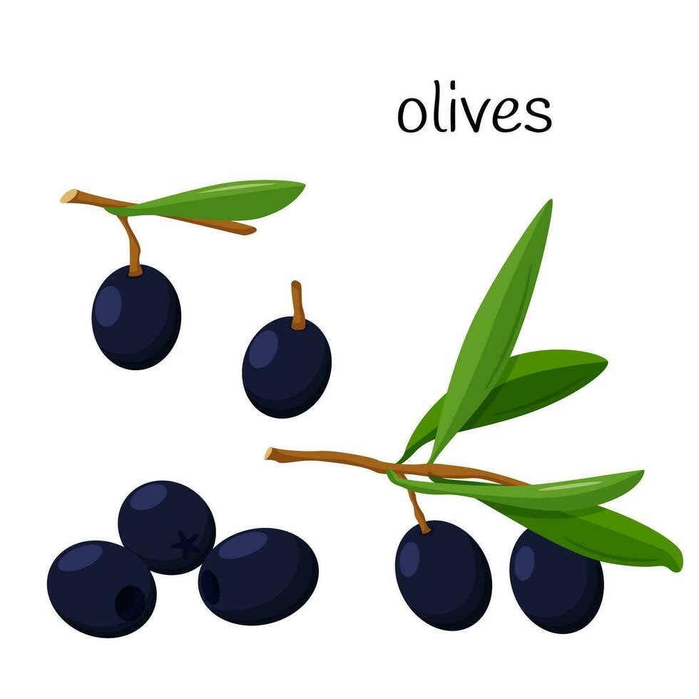 Black olives. Whole on a branch with leaves, pitted olives. Ingredient, an element for the design of food packaging, recipes, and menus. Isolated on white vector illustration in flat style.