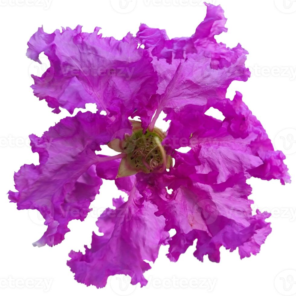 lagerstroemia speciosa växt png