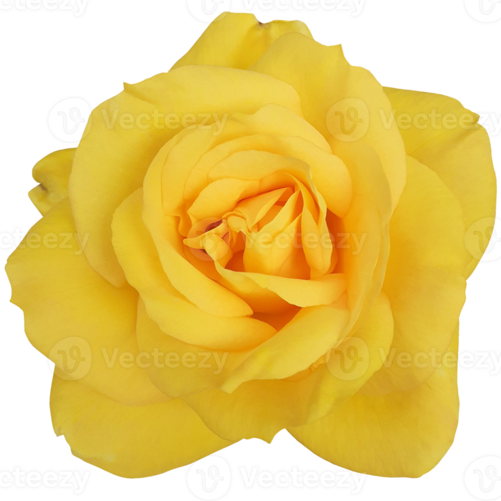 Beautiful Rose Blooms With Yellow Petals png