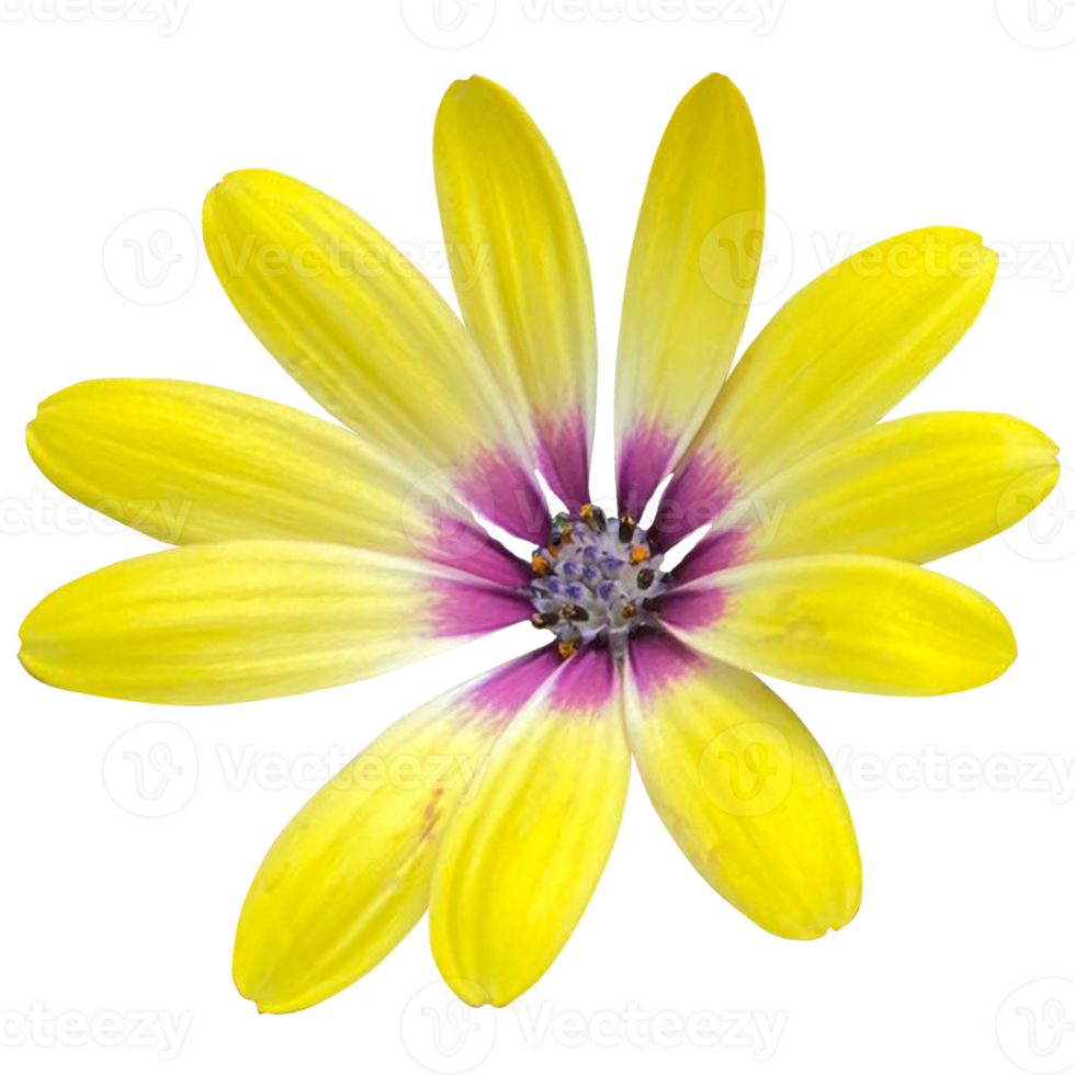 Blue Eyed African Daisy png