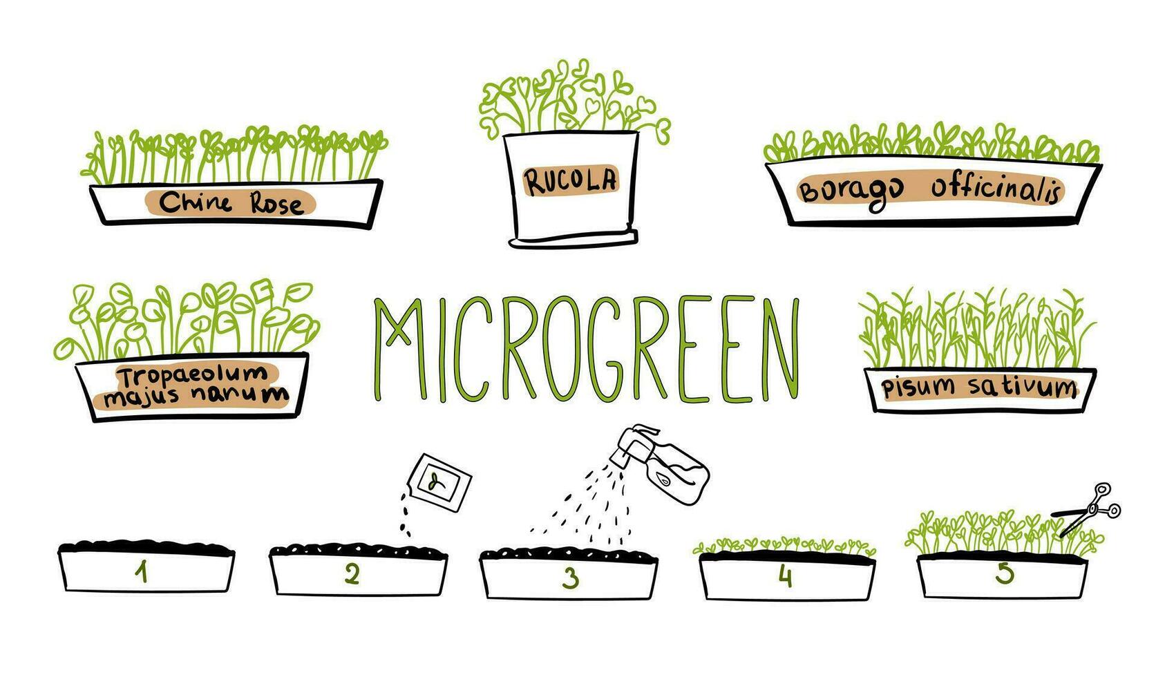 Microgreen doodle illustration. Vector. Growth of microgreens. Can be used for educational materials, gardening guides, or culinary resources to showcase the growth vector