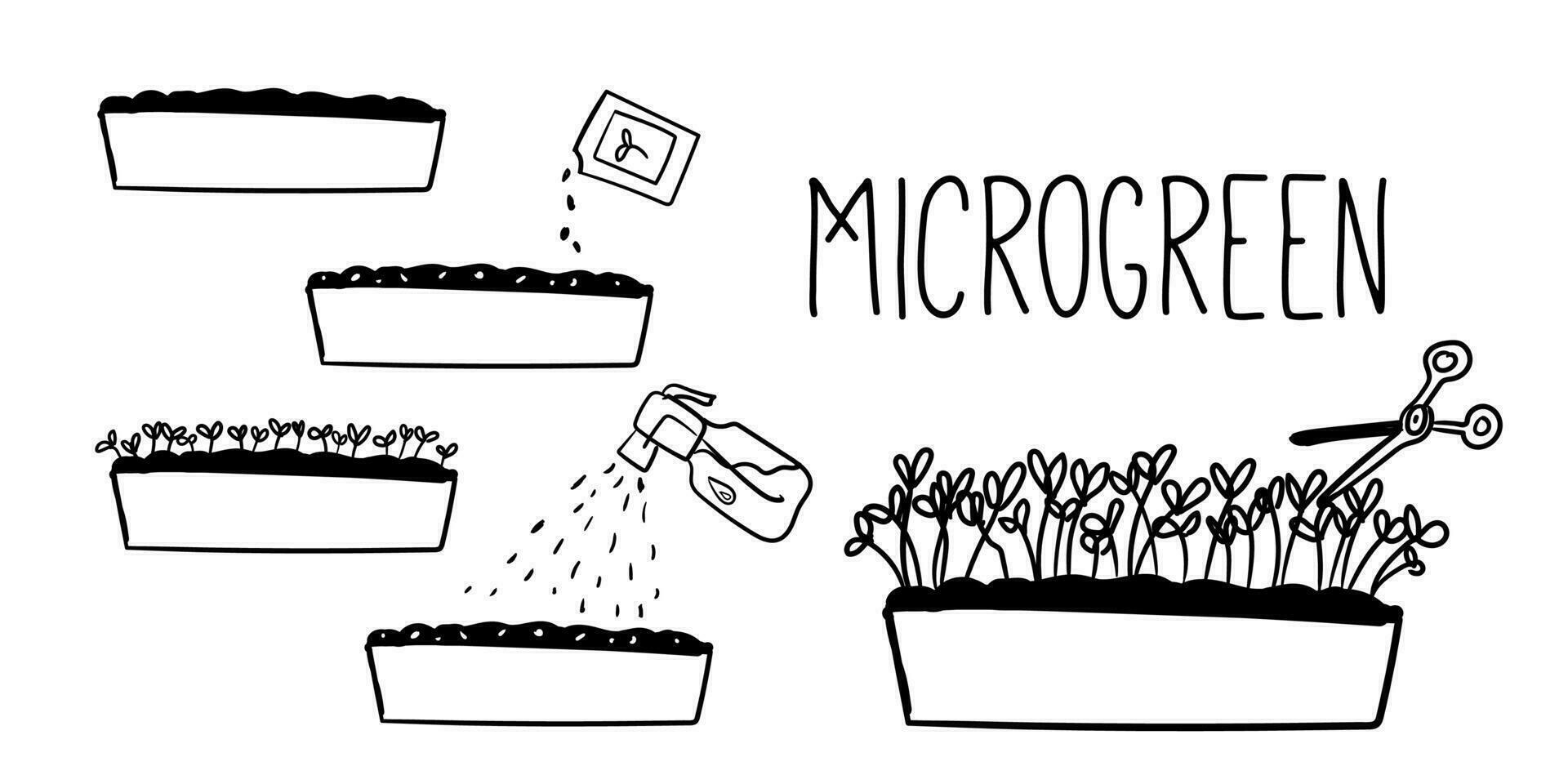 Microgreen doodle illustration. Vector. Growth of microgreens. Can be used for educational materials, gardening guides, or culinary resources to showcase the growth vector