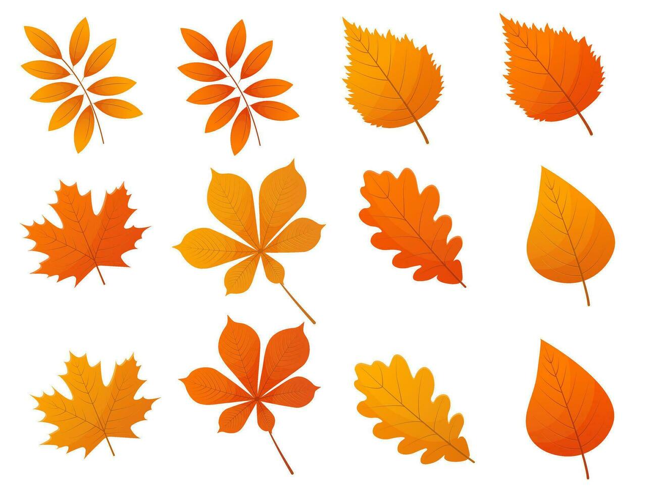 Autumn leaves collection isolated on white vector