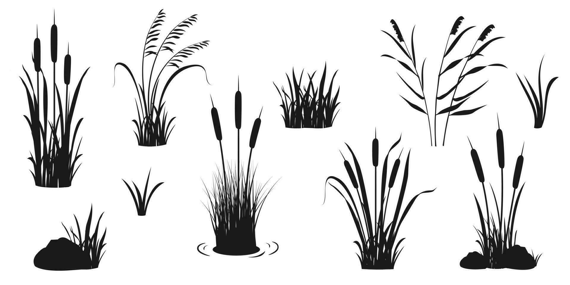 silueta elementos de cañas y acuático vegetación. alto pantano césped para diseño. vector