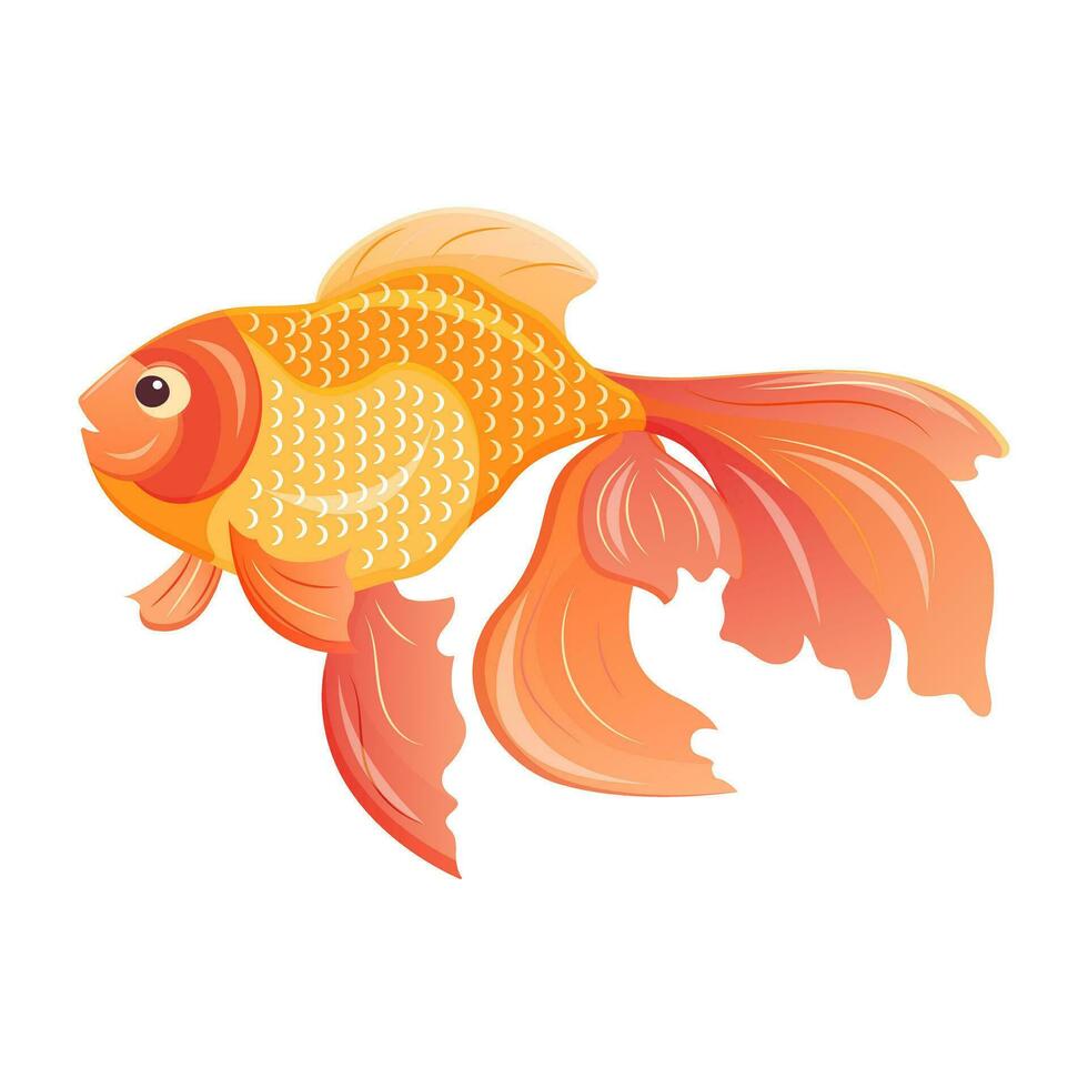 Gold fish. Vector illustration of a veiltail. Aquarium pet. Marine tropical animal