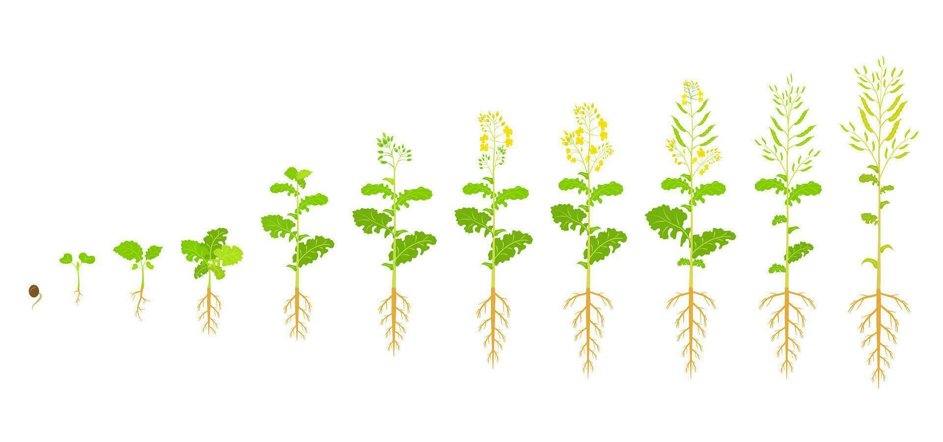Canola growth cycle. Phases of rapeseed development. Vector illustration growing seedlings.