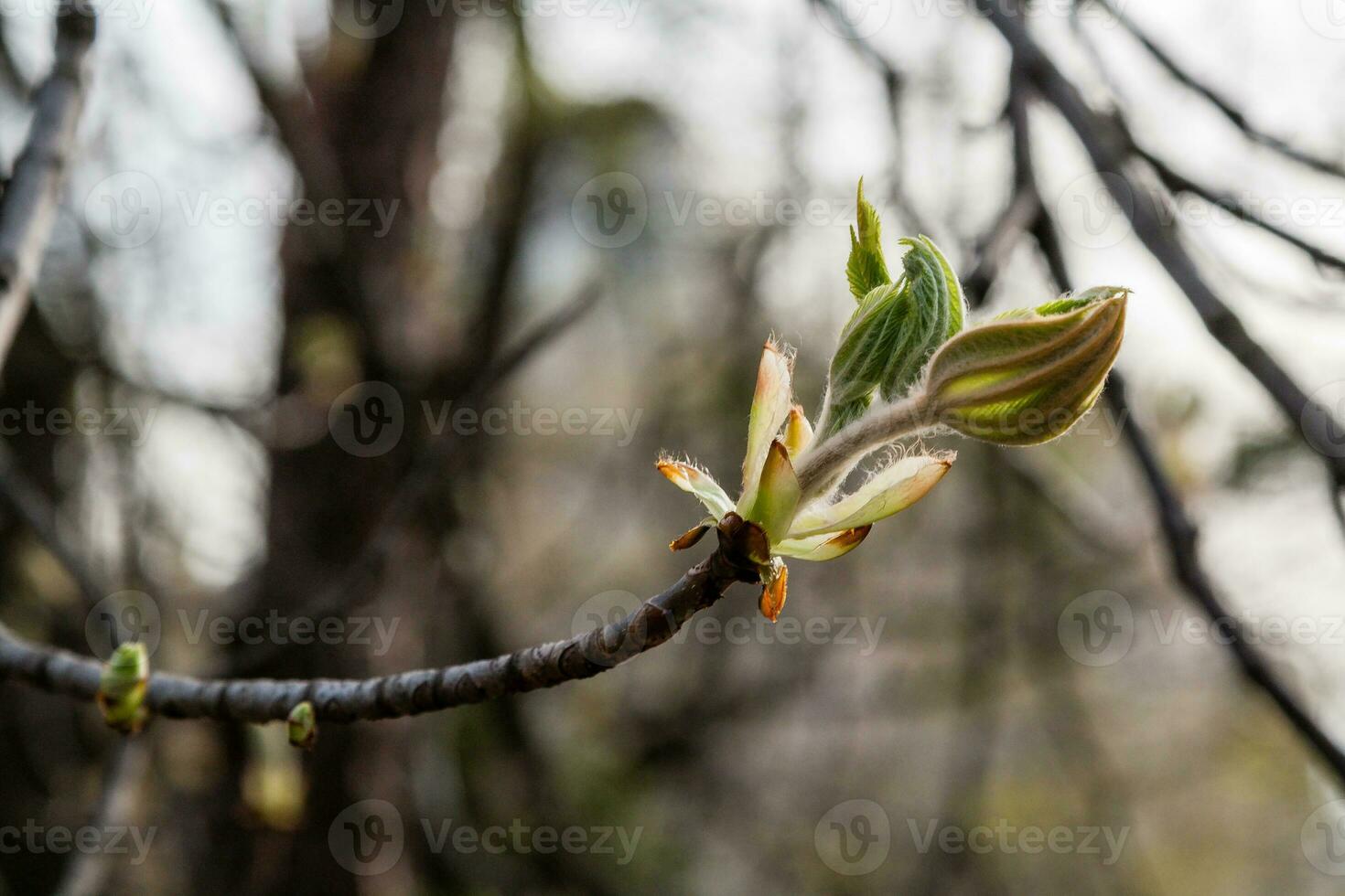 Macro of spring leaf of chestnut photo