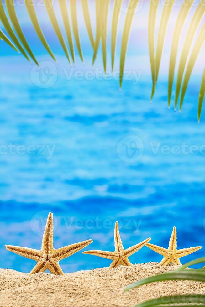 Orange starfish on sandy beach with palm tree behind sea background. Vertical. Summer, vacation, tourism in hot country. Copy space photo