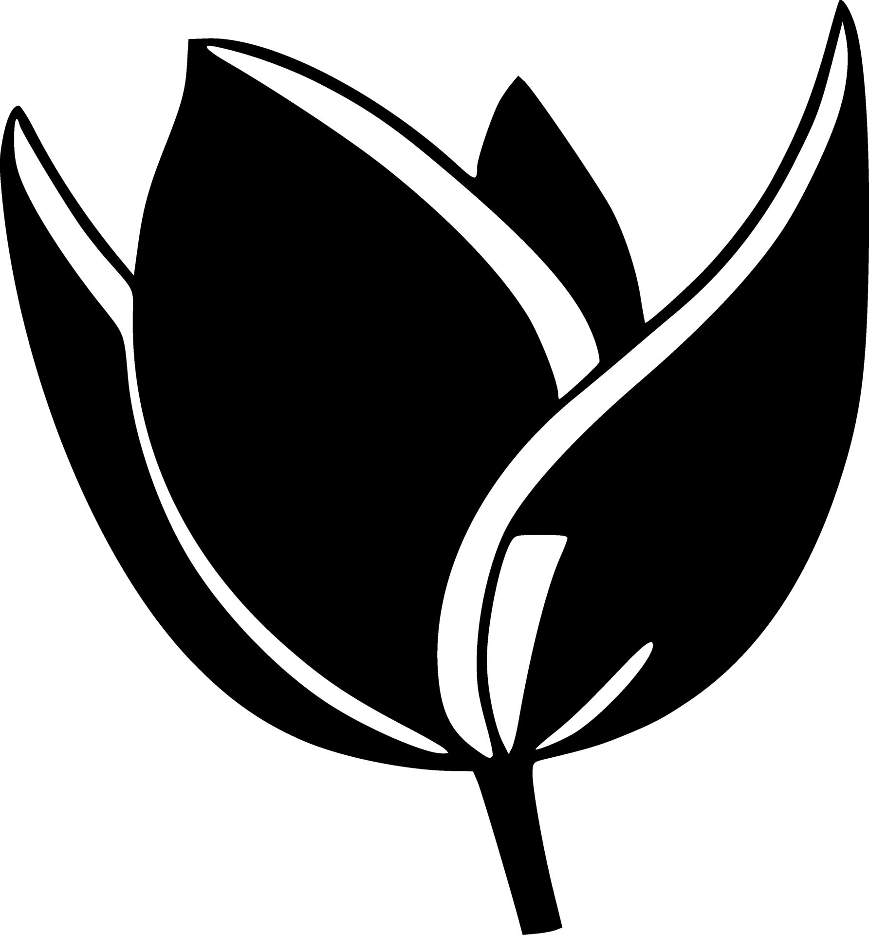 black tulip flower 26570784 Vector Art at Vecteezy