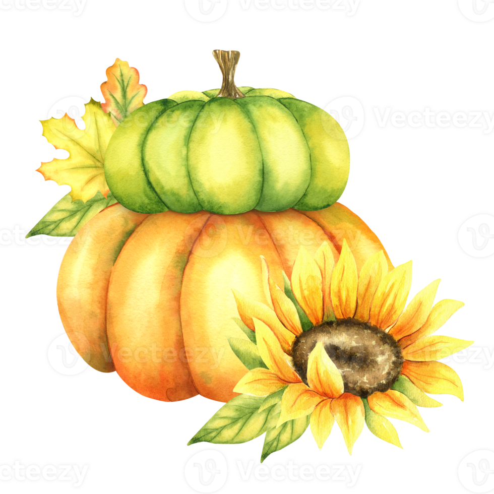 Orange and green pumpkins, sunflower and autumn leaves . Farm organic autumn vegetables. Autumn decoration. Isolated. Watercolor illustration. Perfect for thanksgiving and halloween cards or posters png