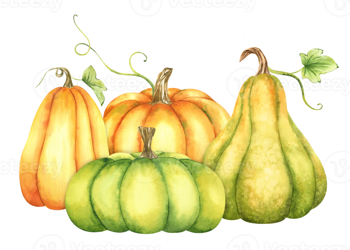 Ripe orange and green pumpkins and leaves. Farm organic autumn vegetables. Autumn decoration. Isolated. Watercolor illustration. It is perfect for thanksgiving and halloween cards or posters png