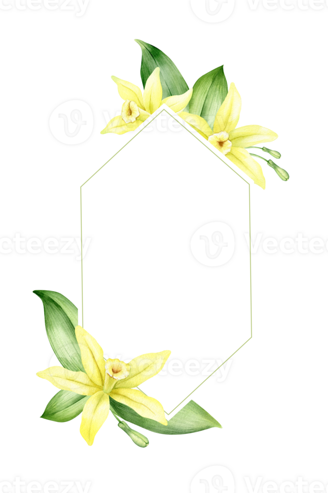 Frame of yellow vanilla flowers. Wreath with tropical exotic flowers. Watercolor illustration. Isolated. Flavoring for cooking. For greeting cards, postcard, scrapbooking, packaging design png
