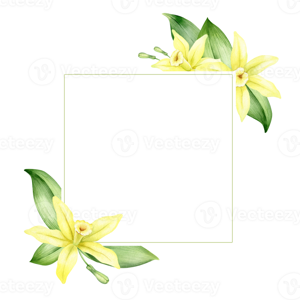 Frame of yellow vanilla flowers. Wreath with tropical exotic flowers. Watercolor illustration. Isolated. Flavoring for cooking. For greeting cards, postcard, scrapbooking, packaging design png