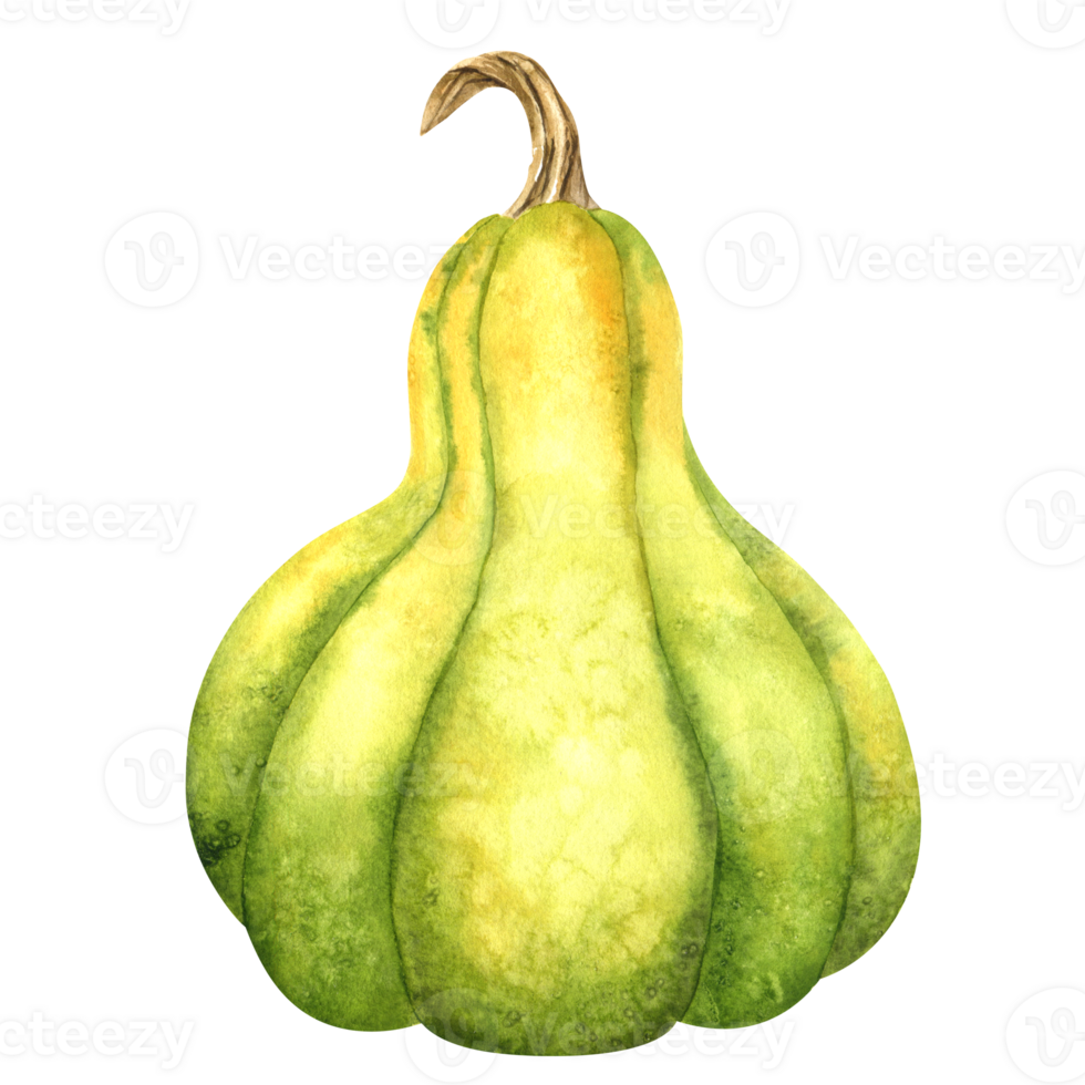 Ripe green pumpkin. Farm organic autumn vegetables. Isolated. Watercolor illustration. Hand drawing. It is perfect for thanksgiving and halloween cards or posters png