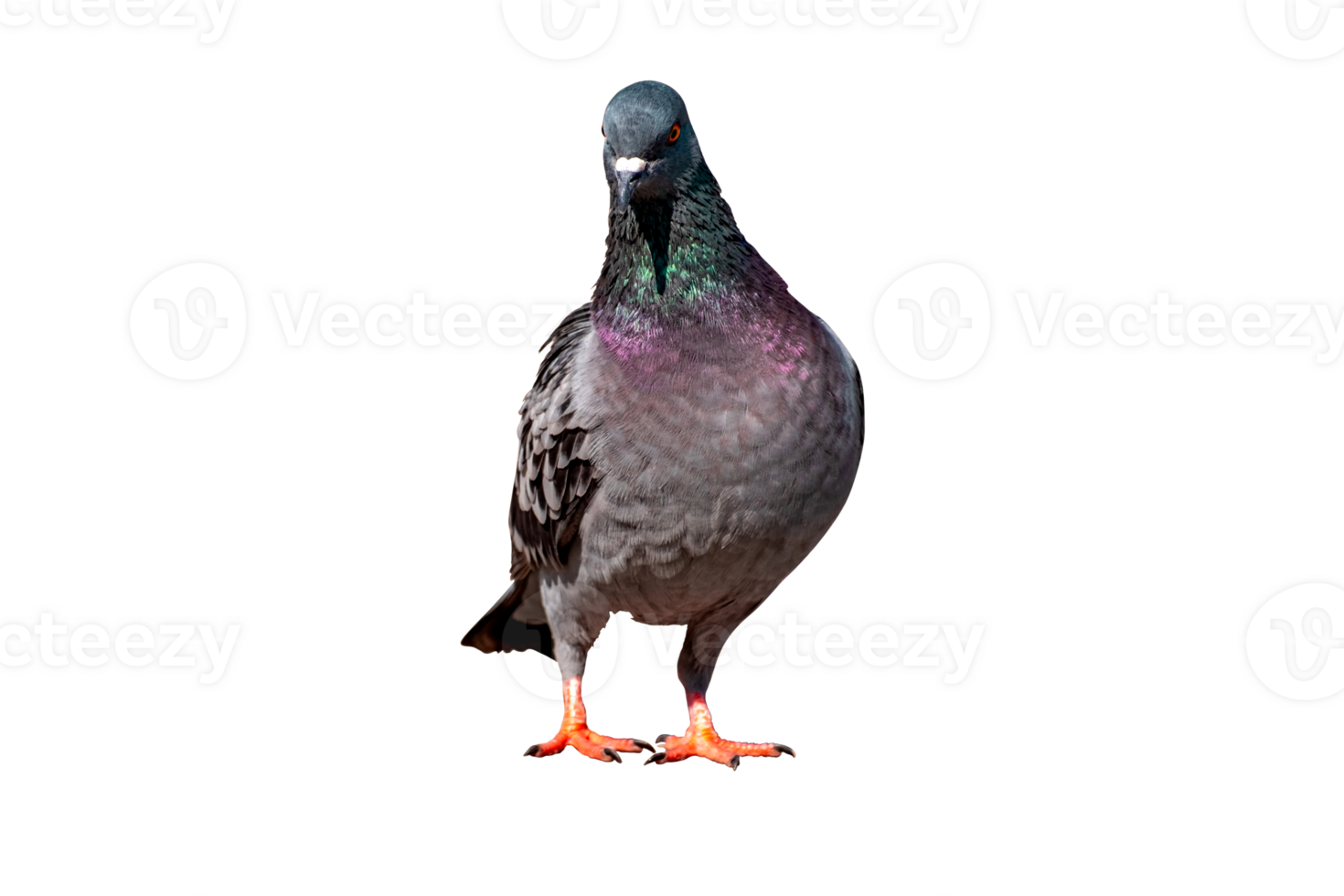 Full Body front view of pigeon bird standing and walking isolate on transparent background, PNG File format