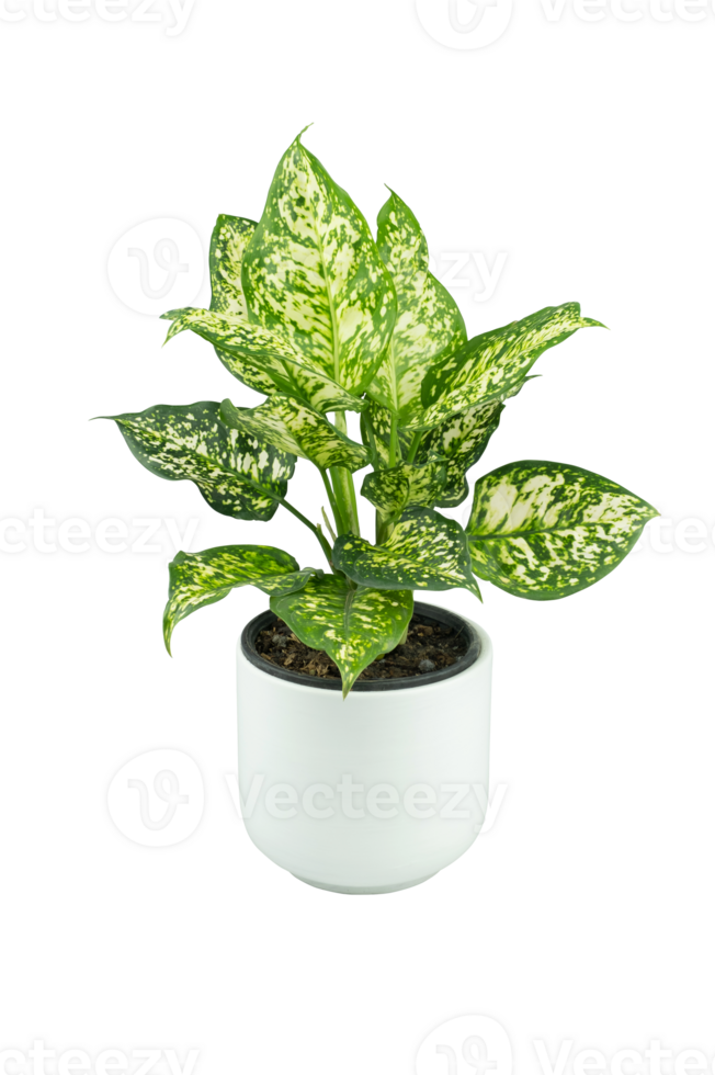 Aglaonema foliage in white pot, Spring Snow Chinese Evergreen, Exotic tropical leaf, Chinese Evergreen plant house air purifying tree isolated on transparent background, PNG File