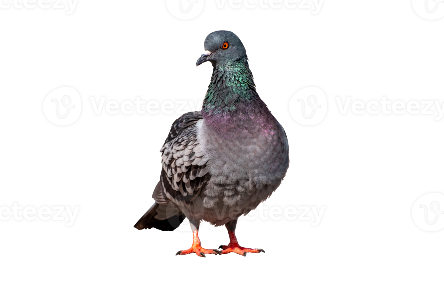 Full Body front view of pigeon bird standing isolate on transparent background,gray pigeon,PNG File png